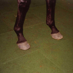 Hexdalle XE DJP - Sol pour box à chevaux en caoutchouc