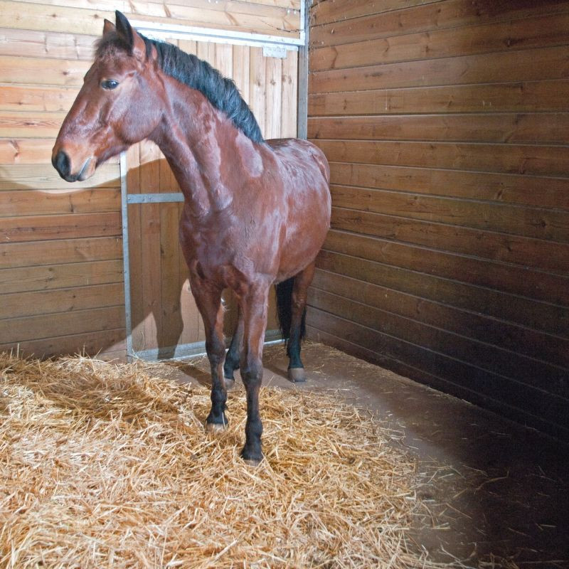 Hexdalle XE DJP - Sol pour box à chevaux en caoutchouc