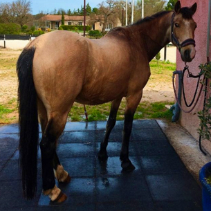 Dalle stabilisatrice chevaux